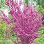 Cercis chinensis 'Avondale'