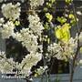 Cercis chinensis 'Shirobana'