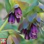 Cerinthe major 'Purpurascens'
