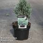 Chamaecyparis thyoides 'Blue Rock'