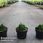 Chamaecyparis obtusa 'Elf'