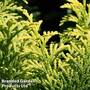 Chamaecyparis obtusa 'Fernspray Gold'