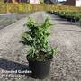 Chamaecyparis obtusa 'Hannah'