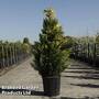 Chamaecyparis lawsoniana 'Ivonne'