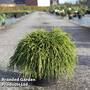 Chamaecyparis pisifera 'Sungold'