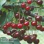 Cherry 'Morello'