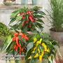 Chilli Pepper 'Galaxy Trio'