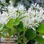Chionanthus retusus