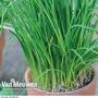 Chives