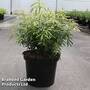 Choisya x dewitteana 'Greenfingers'