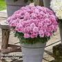 Chrysanthemum 'Homerun Pink'