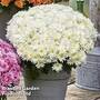 Chrysanthemum 'Homerun White'
