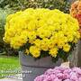 Chrysanthemum 'Homerun Yellow'