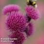 Cirsium rivulare 'Atropurpureum'