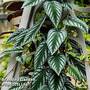 Cissus discolor