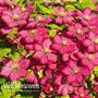 Clematis 'Ville de Lyon'