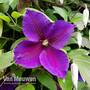 Clematis 'Jackmanii'