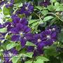 Clematis ''toile Violette'