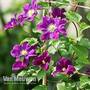 Clematis 'Warszawska Nike'