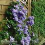 Clematis 'Blue Explosion'