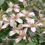 Clematis montana 'Marjorie'