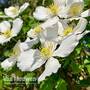 Clematis montana 'Grandiflora'