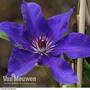 Clematis 'The President'