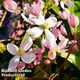 Clematis armandii 'Apple Blossom'