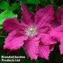Clematis 'Ernest Markham'