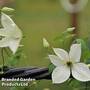 Clematis 'Forever Friends'