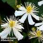 Clematis 'Paul Farges'