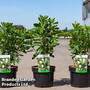 Clethra alnifolia 'Vanilla Spice'