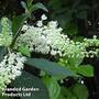 Clethra barbinervis