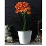 Tropical Clivia miniata - Gift