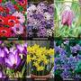Spring Flowering Bulb Collection