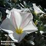 Convolvulus cneorum