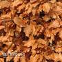 Copper Beech (Hedging)