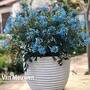 Corydalis 'Porcelain Blue'