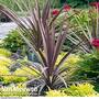 Cordyline 'Red Sensation'