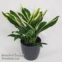 Cordyline 'Conga' (House plant)