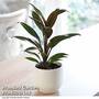 Cordyline 'Rumba' (House plant)