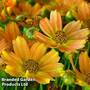 Coreopsis 'Sweet Marmalade'
