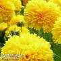 Coreopsis Golden Sphere