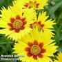 Coreopsis grandiflora 'Heliot'