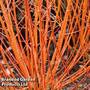 Cornus sanguinea 'Midwinter Fire'