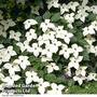 Cornus kousa var. chinensis