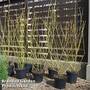 Cornus sericea 'Flaviramea'