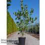 Cornus kousa 'Galilean'