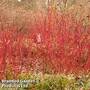 Cornus alba 'Siberian Pearls'