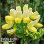 Coronilla glauca 'Citrina'